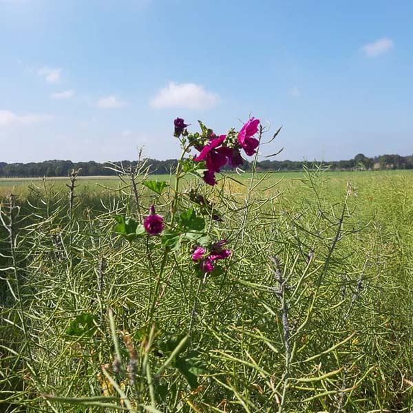 Ratzeler Blühwiese 1